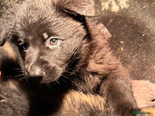 German Shepherd dogs Stunning German shepherds - Advert 14