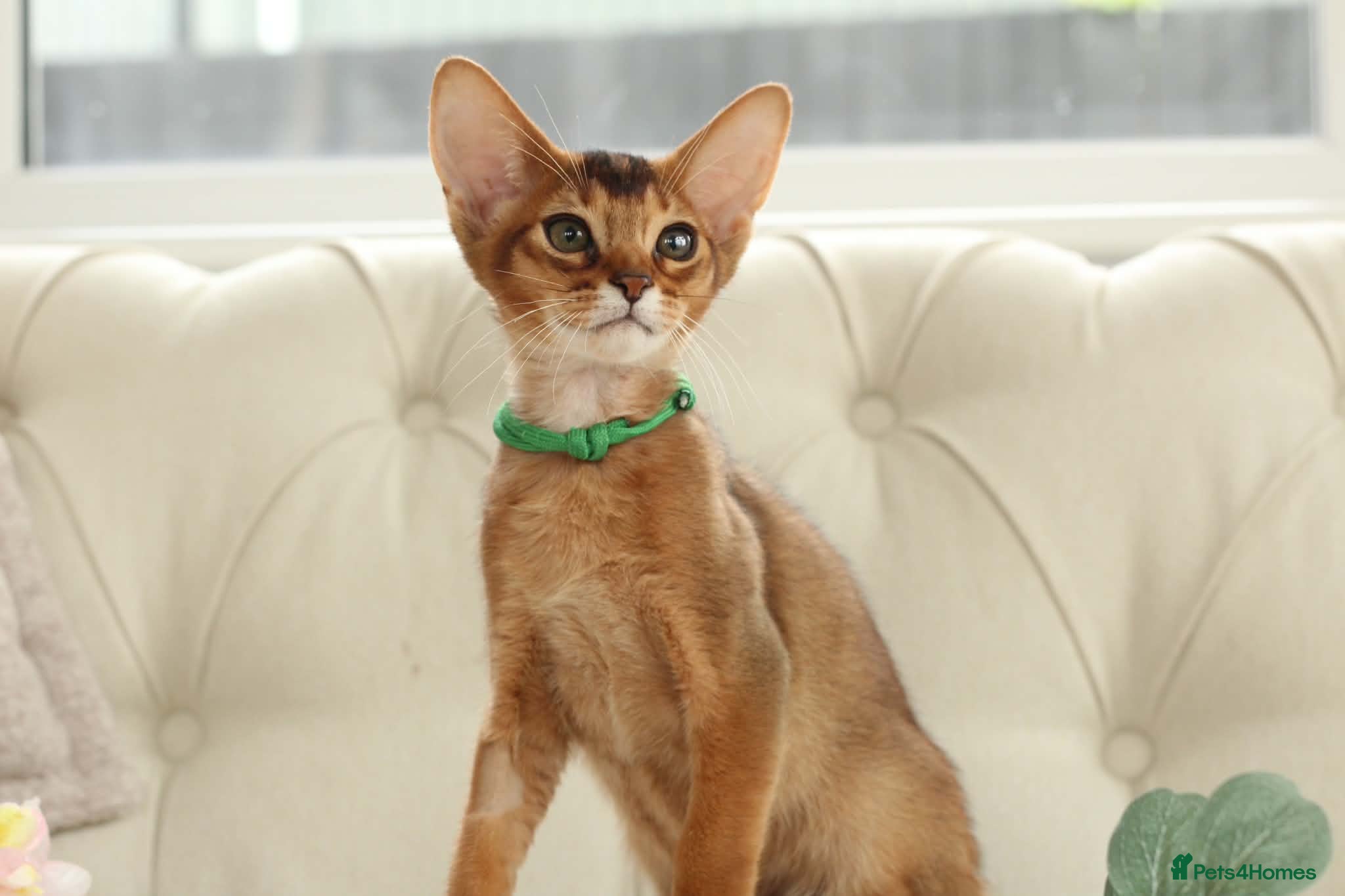 Abyssinian cats Pure breed Abyssinian kitten GCCF registered  - Advert 2