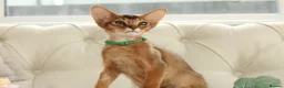 Abyssinian cats for sale: Pure breed Abyssinian kitten GCCF registered  - Advert 8