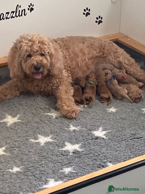 Mini Goldendoodle dogs Stunning F1b Miniature Goldendoodles - Advert 3