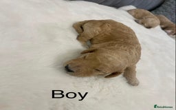Cockapoo dogs for sale: F2 Cockapoo - Image 3
