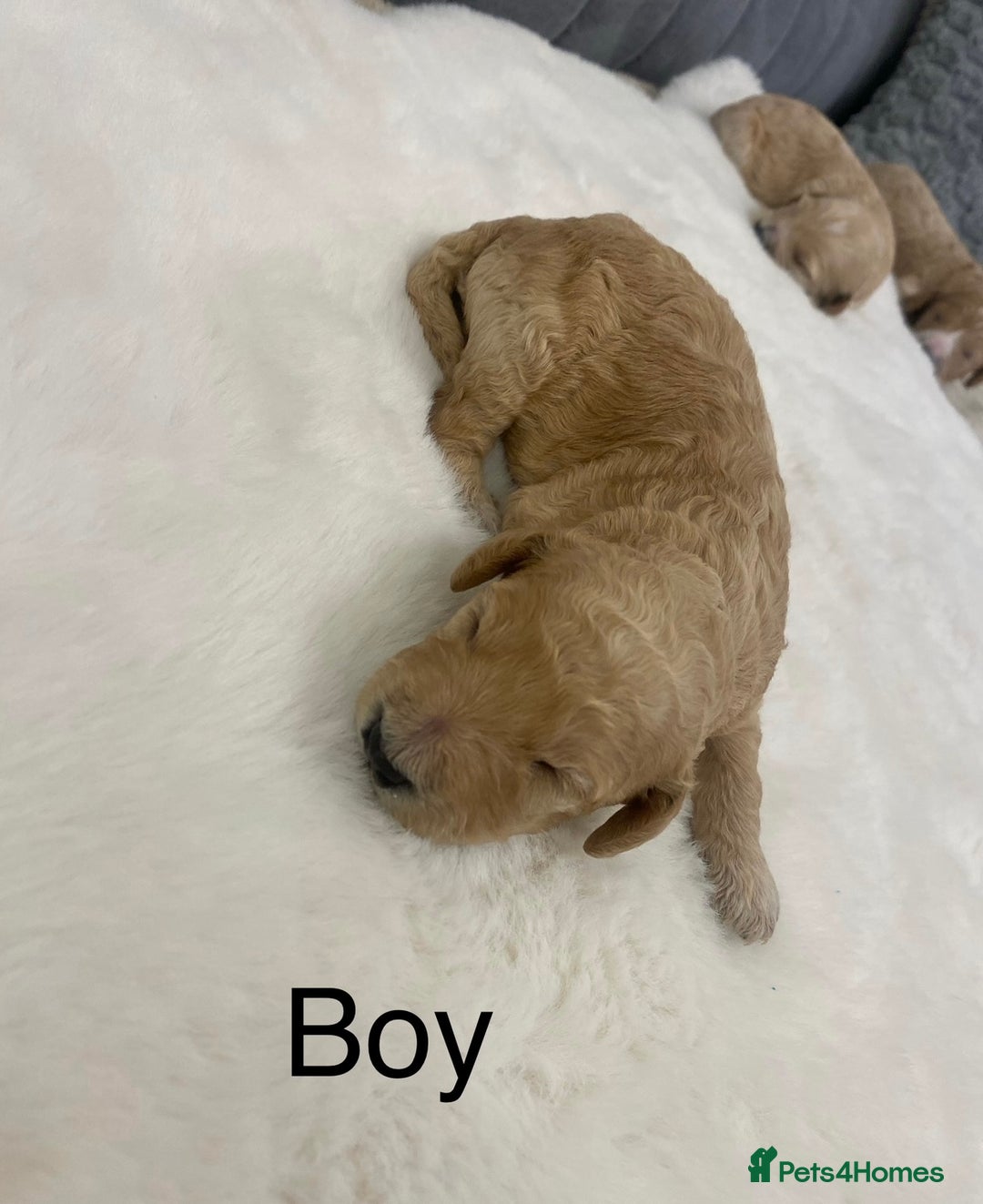 Cockapoo dogs for sale: F2 Cockapoo - Image 3