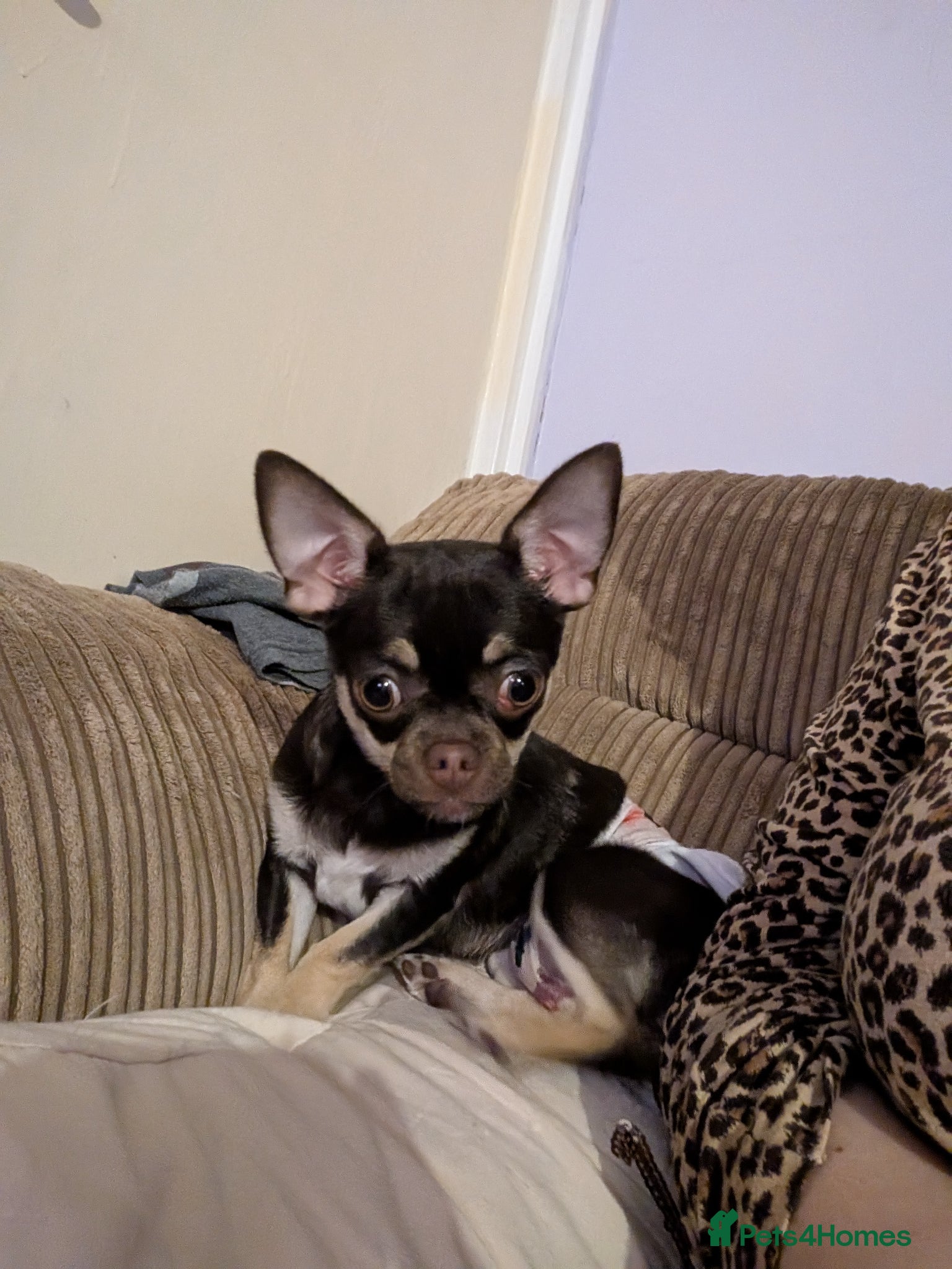 Chihuahua dogs Chocolate Tri female chihuahua - Advert 1