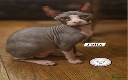 Sphynx cats for sale: Canadian Sphynx beautiful kittens 😸  in Aldershot - Image 2