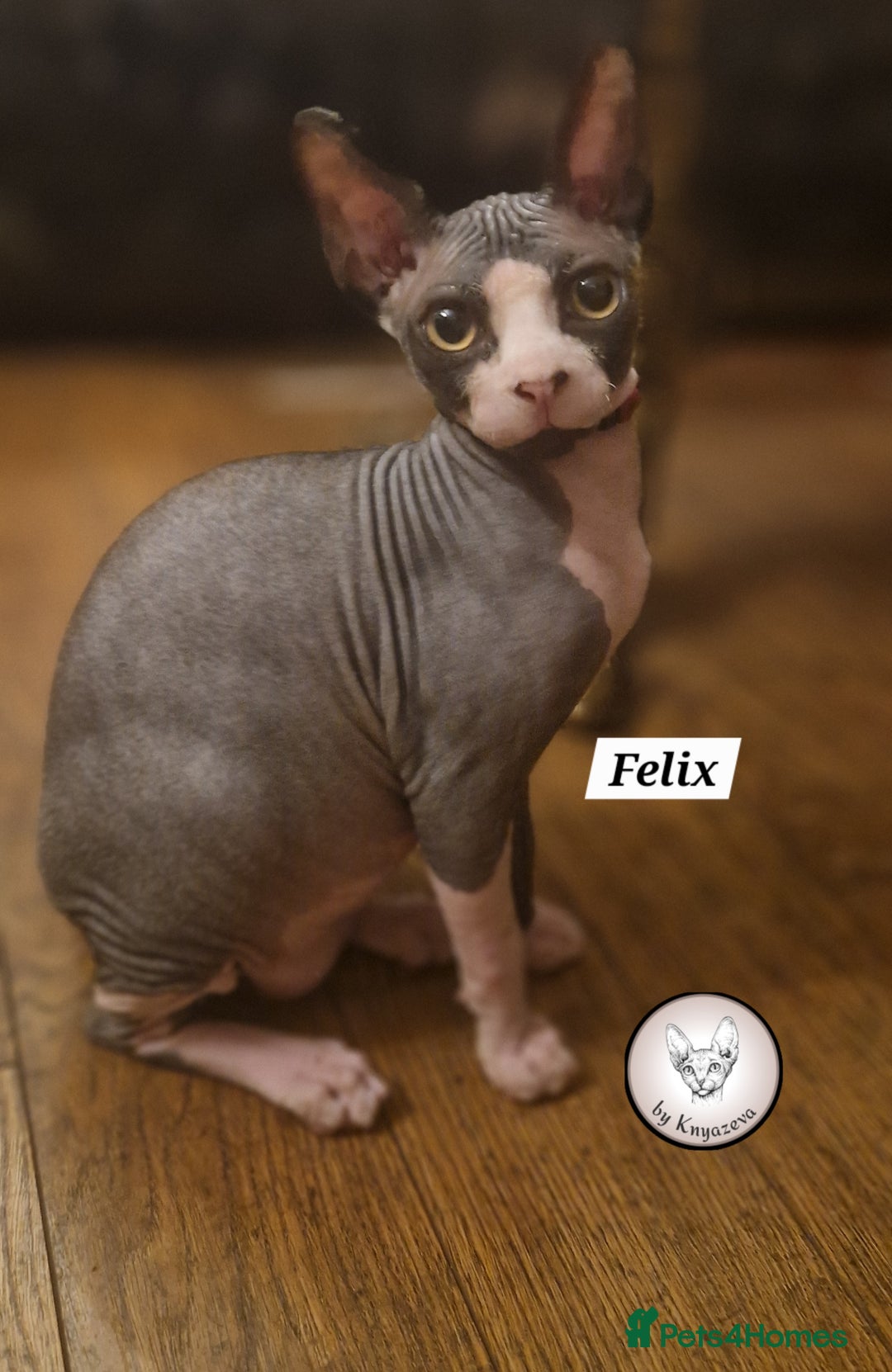 Sphynx cats for sale: Canadian Sphynx beautiful kittens 😸  in Aldershot - Image 2