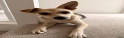 Mixed Breed dogs for adoption: ❤️Caramel❤️ 10-month-old lower-medium awesome girl - Advert 1