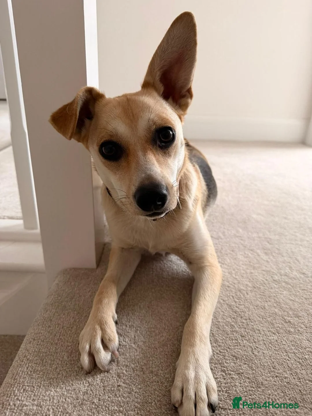 Mixed Breed dogs for adoption: ❤️Caramel❤️ 10-month-old lower-medium awesome girl - Advert 1