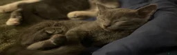 Domestic Shorthair cats for sale: Beautiful kittens  - Advert 6