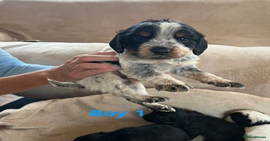 Cocker Spaniel dogs - Advert 13