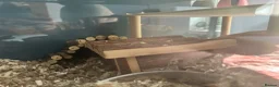 Hamster rodents for sale: Mochi  in Worthing - Advert 6