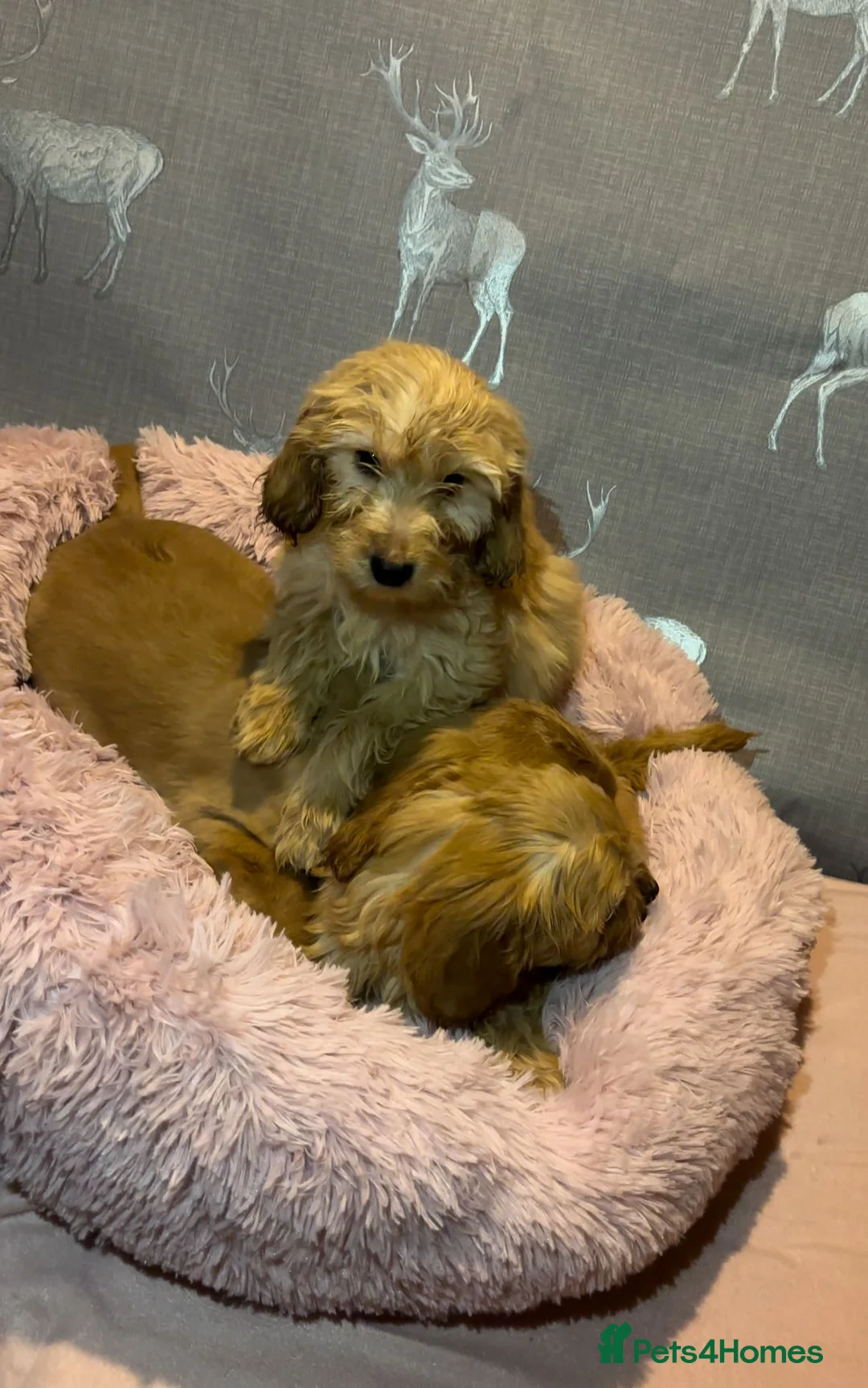 Cockapoo dogs for sale: Cockapoo puppies for sale  - Advert 6