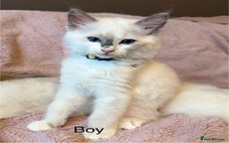 Ragdoll cats for sale: Beautiful Ragdoll cats  - Image 2
