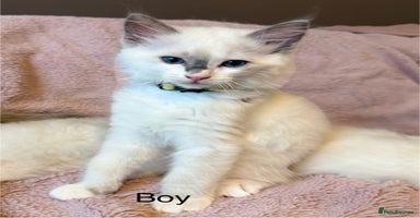 Ragdoll cats - Advert 3