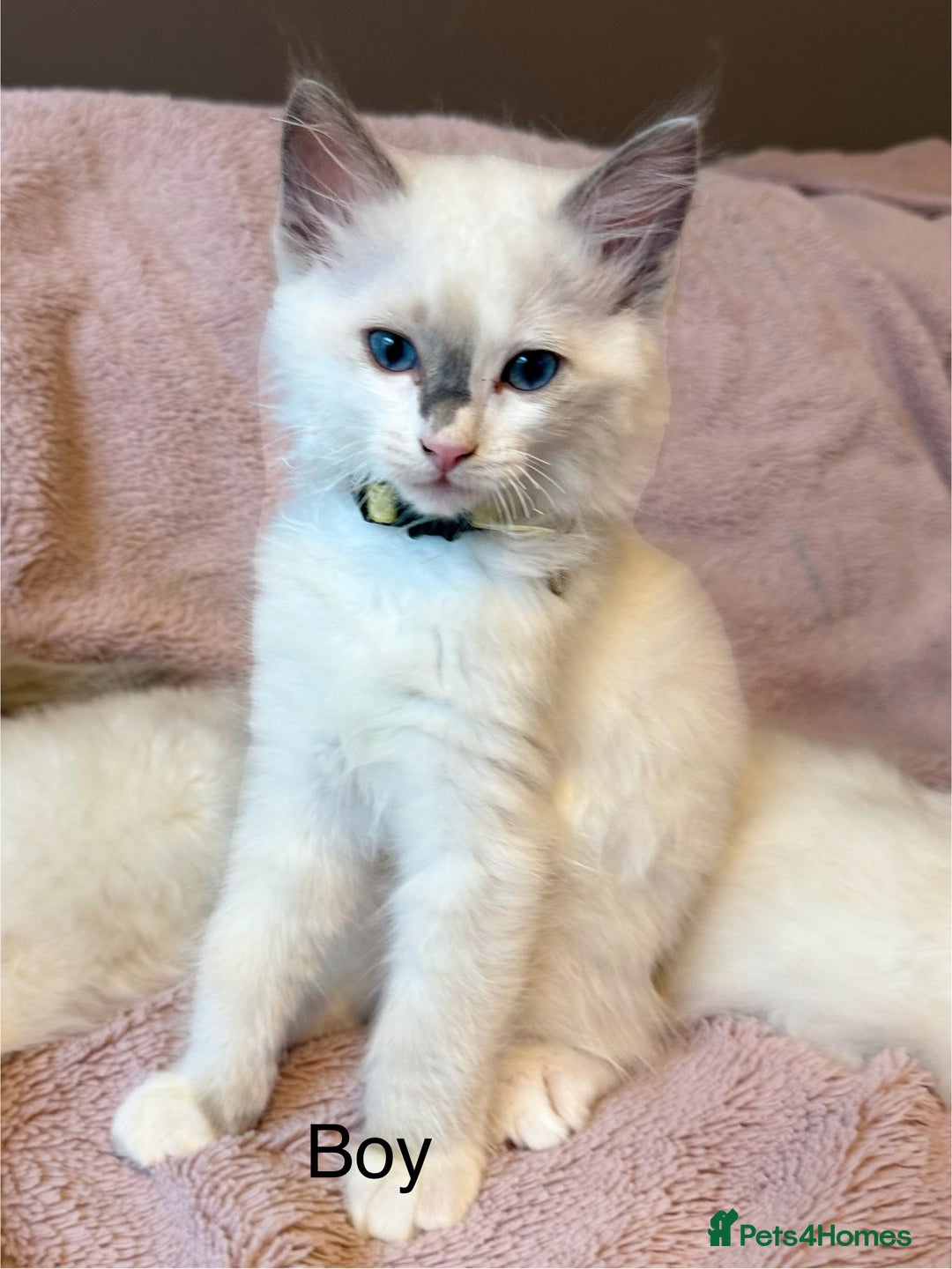 Ragdoll cats for sale: Beautiful Ragdoll cats  - Image 2