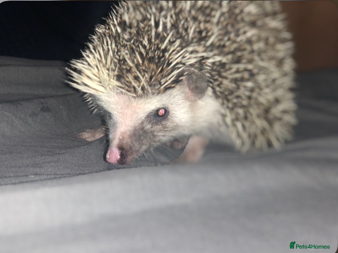 Pygmy Hedgehog rodents for sale: Female Pygmy hedgehog - Advert 1
