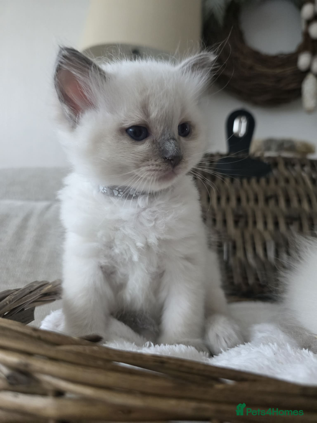 Ragdoll cats for sale: ✨RARE ALL LILAC LITTER GCCF&TICA Ragdoll Kittens✨ - Advert 23