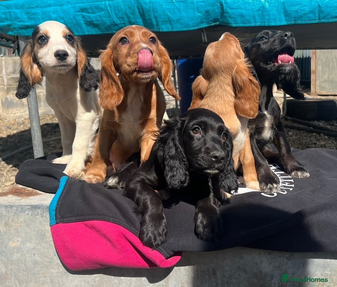 Cocker Spaniel dogs beautiful show cocker spaniel puppies  - Advert 17