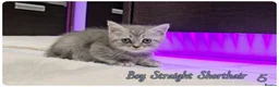 Scottish Fold cats for sale: Scotish fold kittens - Advert 16