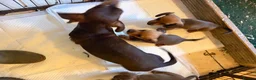 Miniature Dachshund dogs for sale: Gorgeous red mini Dachsund puppies - Advert 2