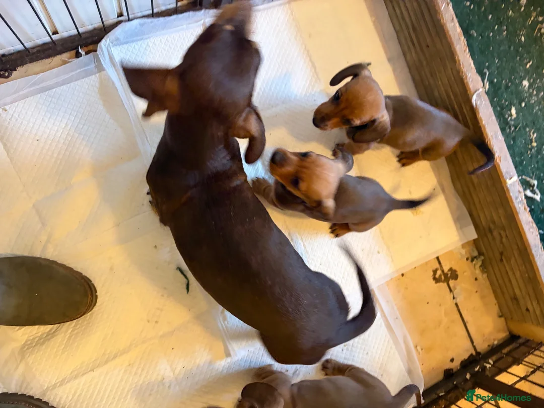 Miniature Dachshund dogs for sale: Gorgeous red mini Dachsund puppies - Advert 2