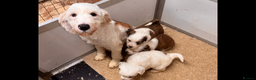 Tibetan Terrier dogs for sale: Araki Tibetan Terriers Puppies for Sale - Advert 13