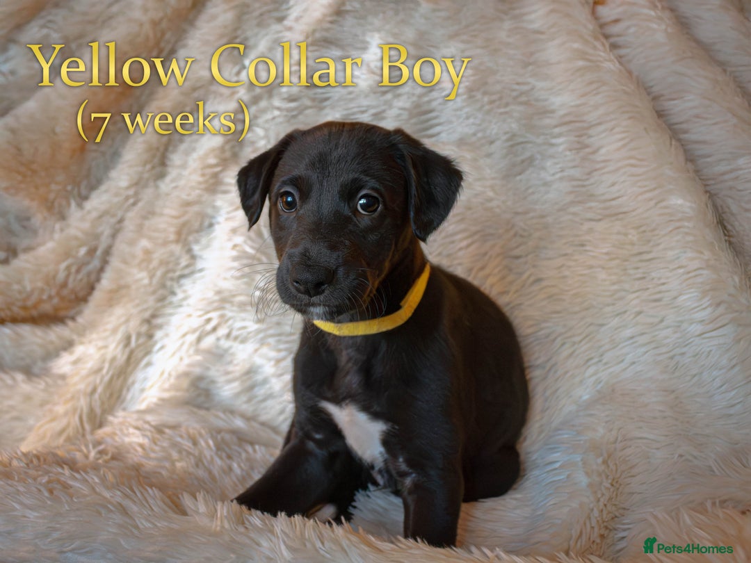 Mixed Breed dogs for sale: Beautiful bedlington whippet x lurcher puppies! - Advert 4