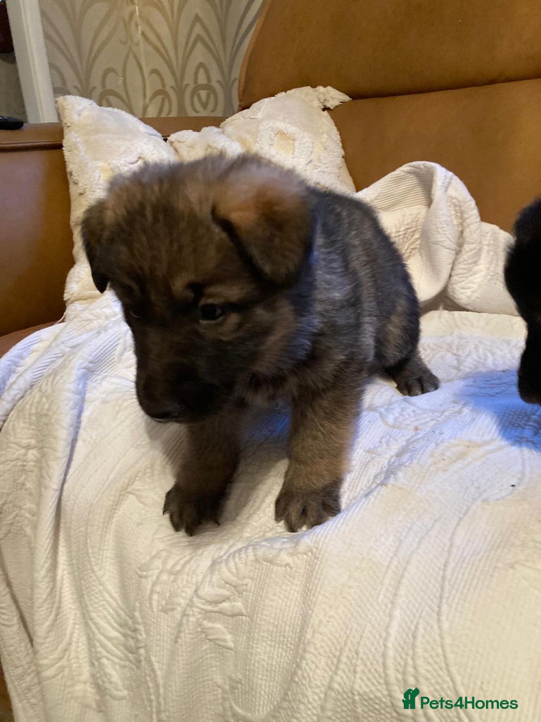 German Shepherd dogs for sale: Beautiful German shepherd Puppies - Advert 12