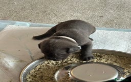 Mixed Breed dogs for sale: Rare breeding American x Bulldog x Cane Corso Pups - Image 27
