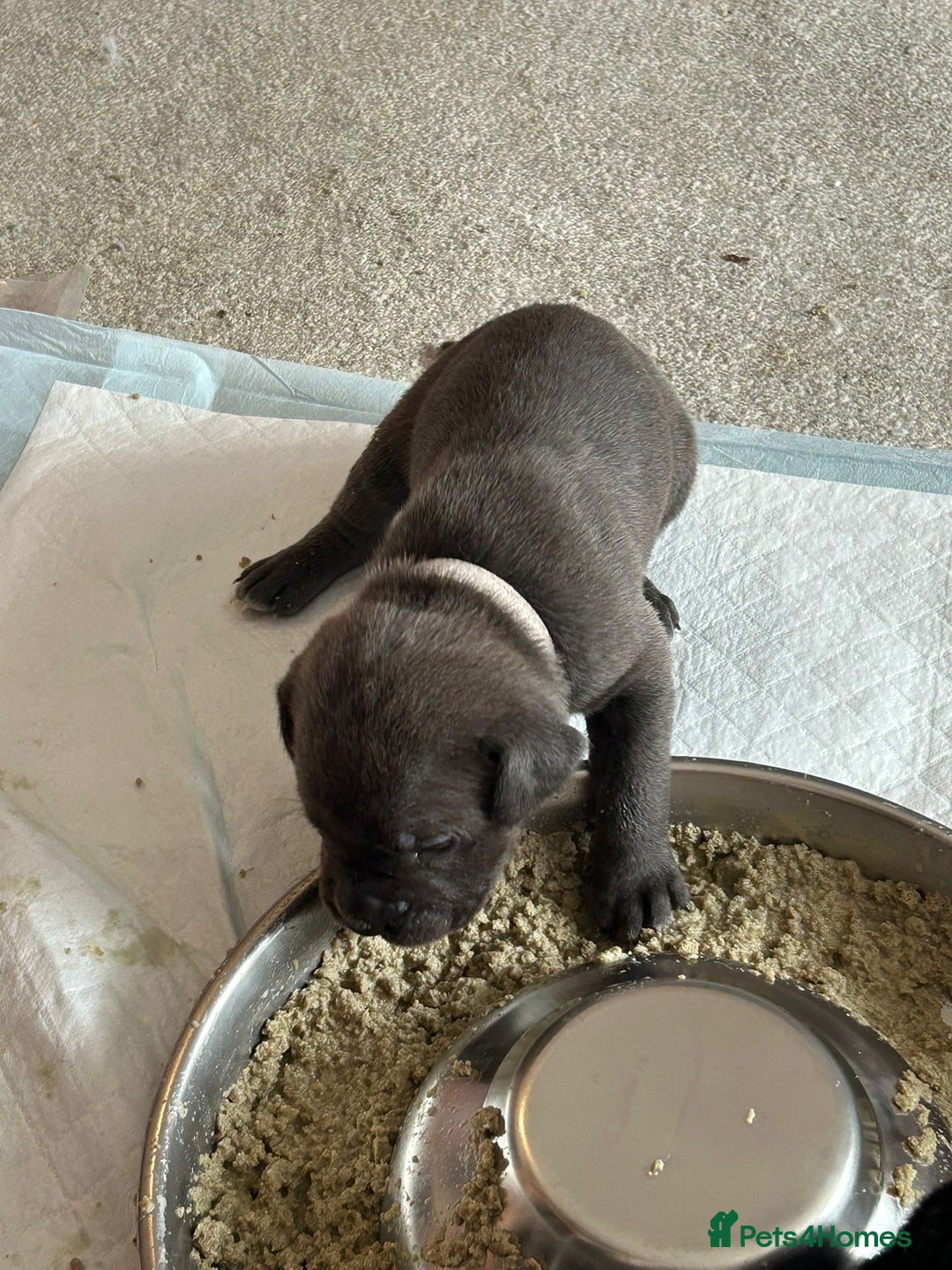 Mixed Breed dogs for sale: Rare breeding American x Bulldog x Cane Corso Pups - Image 27