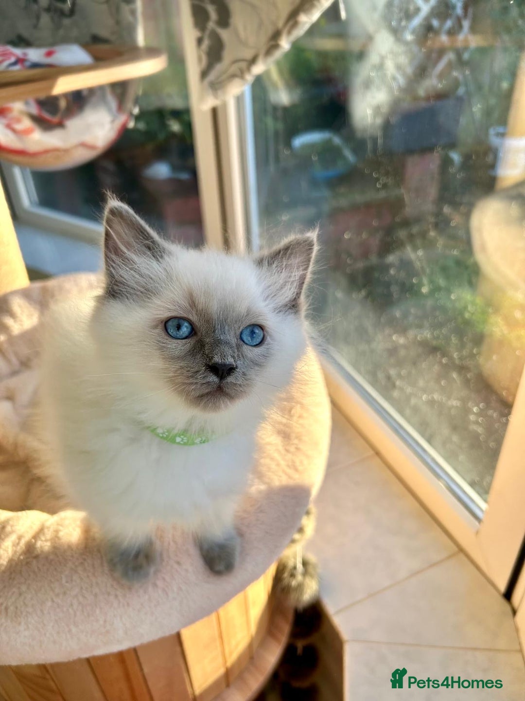 Ragdoll cats for sale: Gorgeous Fluffy Ragdoll Kittens  - Advert 3