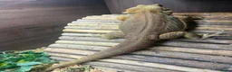 Bearded Dragon reptiles for sale: Female Bearded dragon + full setup in Brackley - Advert 5