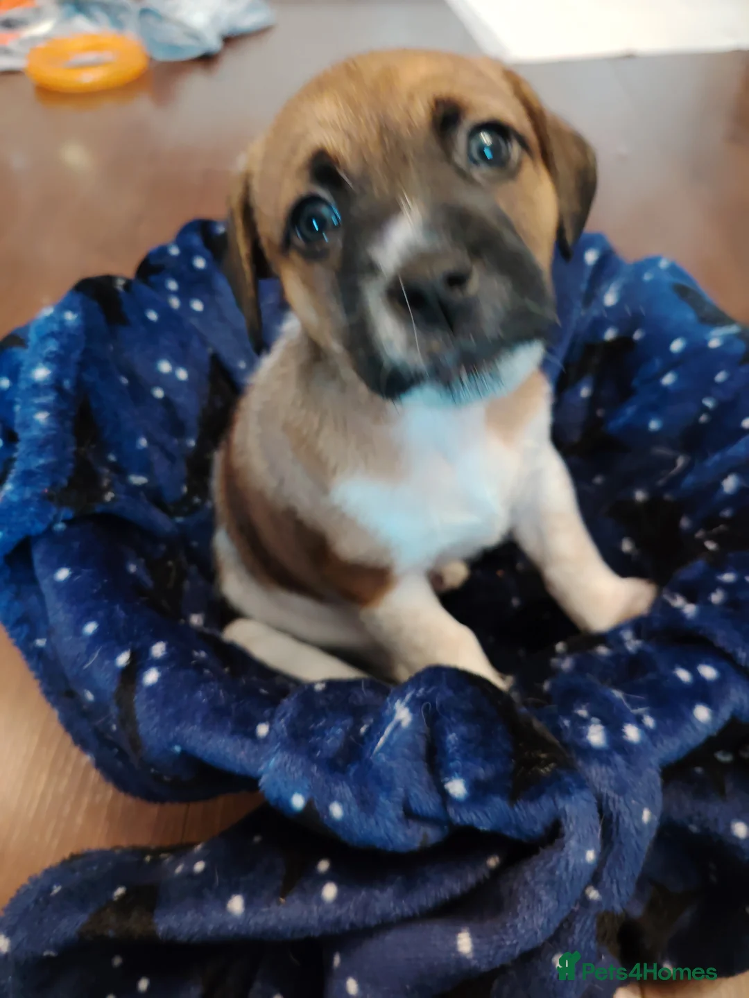 Jack Russell dogs for sale: Lovely jack Russell puppies - Advert 9