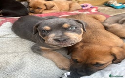 Mixed Breed dogs for sale: STAFFWEILERS LAST 2 GIRLS e Cream and d CARRIERS - Image 18
