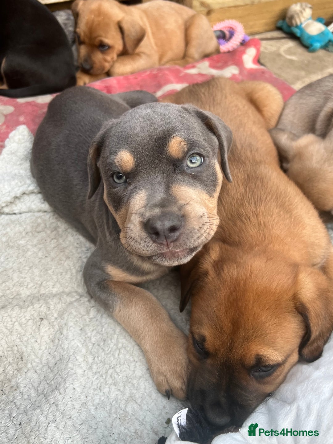Mixed Breed dogs for sale: STAFFWEILERS LAST 2 GIRLS e Cream and d CARRIERS - Image 18