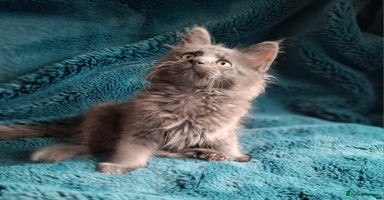 Maine Coon cats - Advert 2