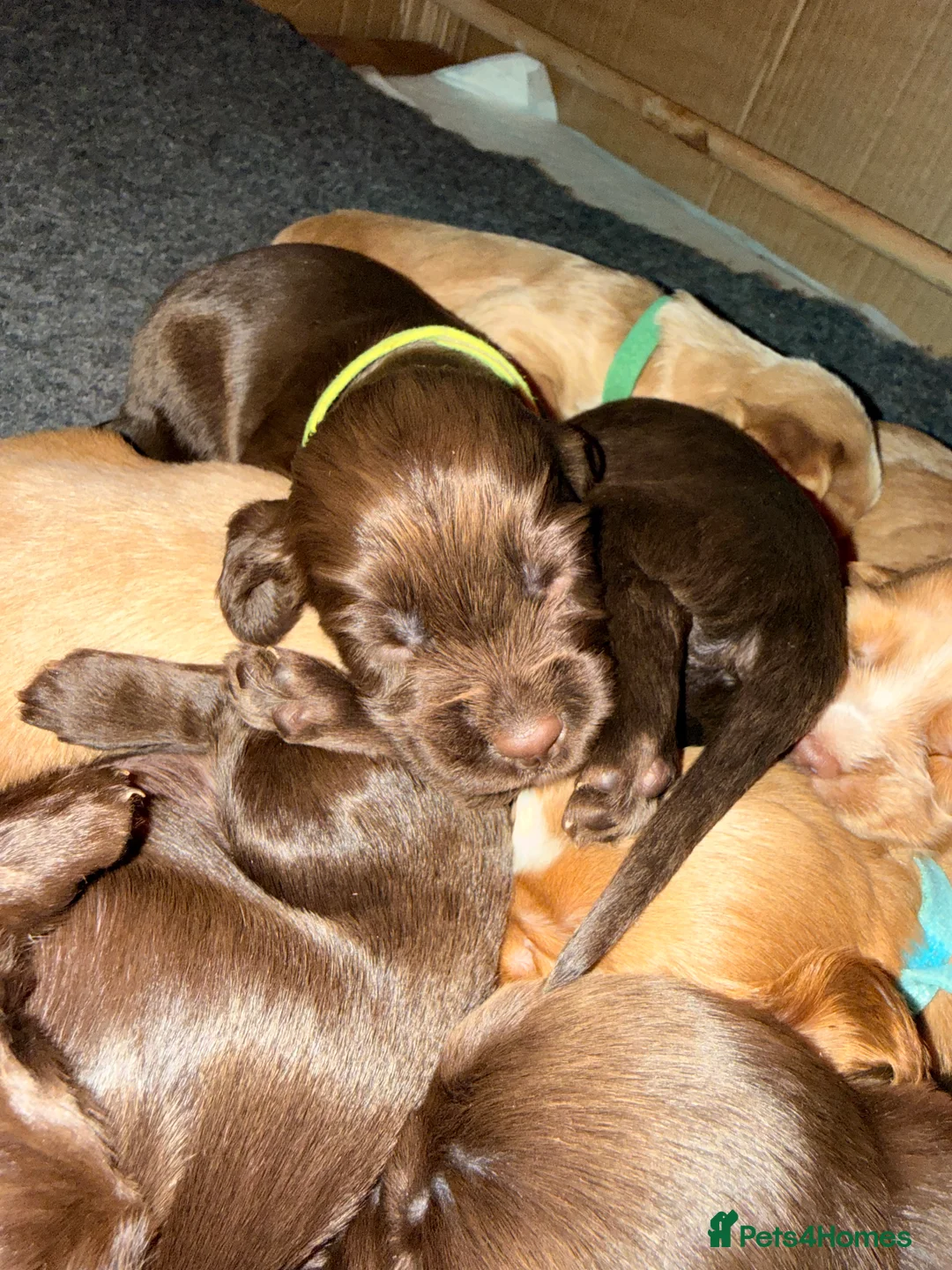 Sprocker dogs for sale: Sprocker Pups - Advert 35