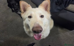 German Shepherd dogs for sale: German shepherd puppies  - Image 4