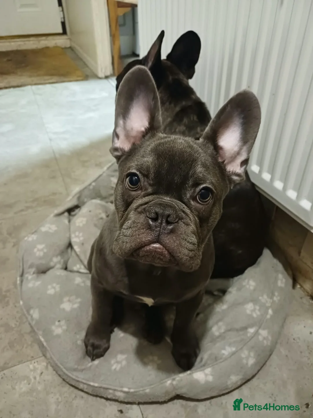 French Bulldog dogs for sale: Male French bulldog - Advert 2