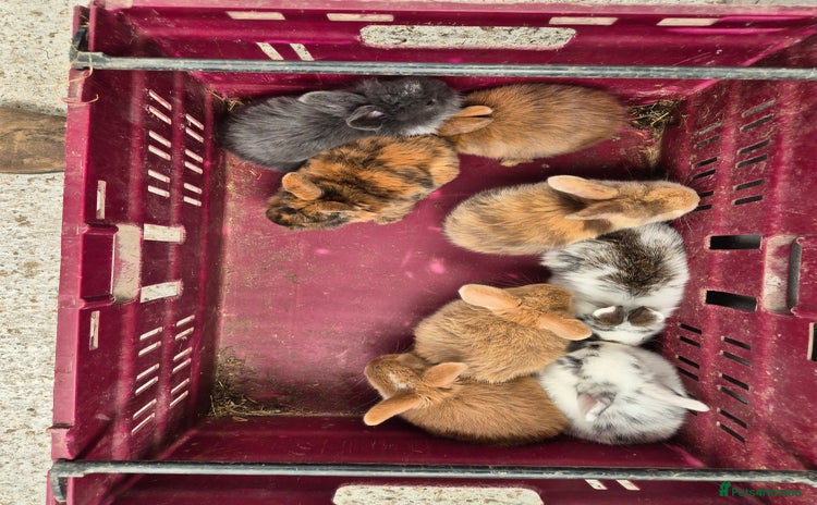 Mini Lop rabbits - Advert 14