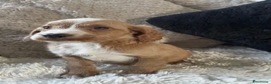 Cockapoo 2