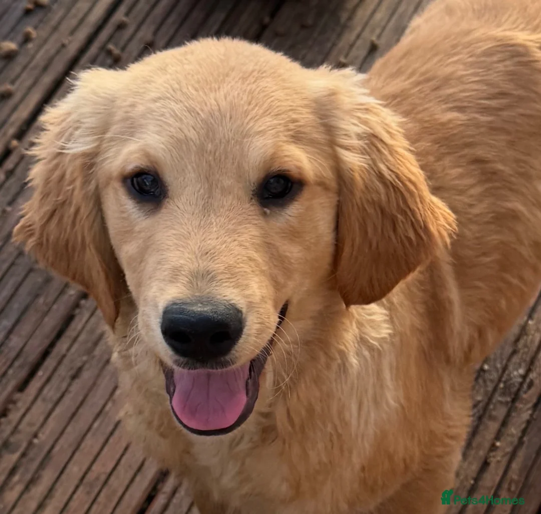 Golden Retriever dogs for sale: Beautiful KC dark gold healthy boys - Advert 1