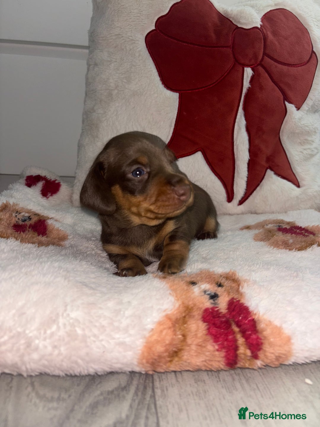 Dachshund dogs for sale: 🎅beautiful dachshund puppies🎅 - Advert 11