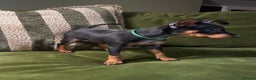 Miniature Pinscher dogs for sale: Stunning Miniature Pinschers - Advert 12