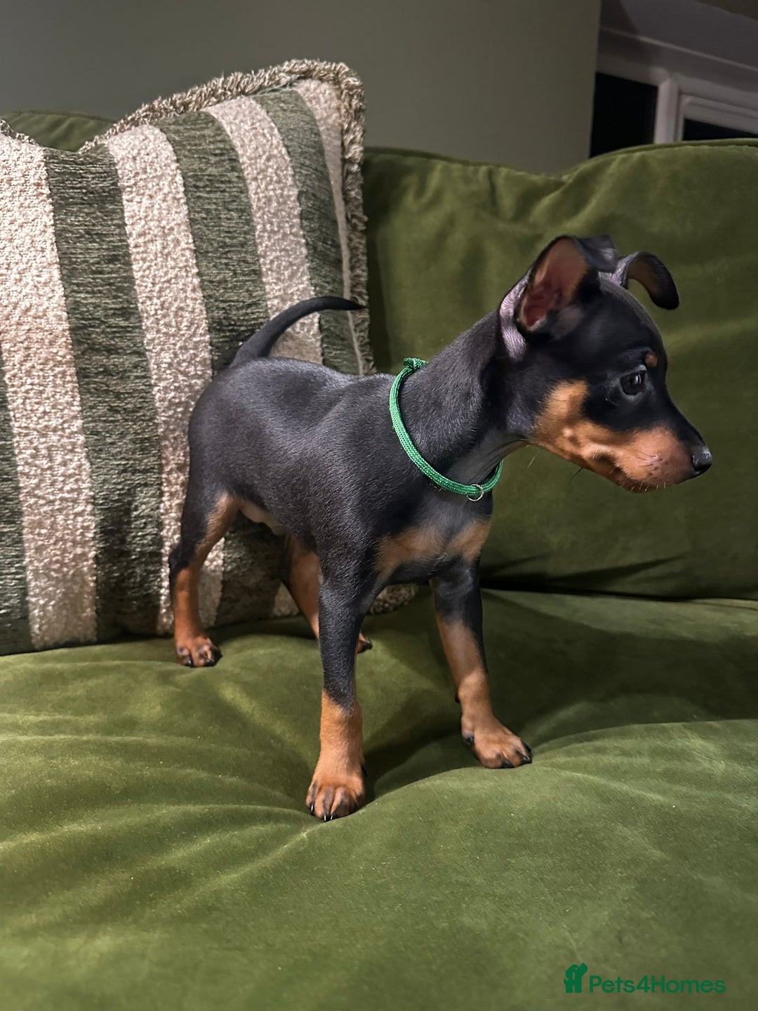 Miniature Pinscher dogs for sale: Stunning Miniature Pinschers - Advert 12
