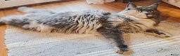 Maine Coon cats for sale: DNA health tested Maine coon kittens  - Advert 17