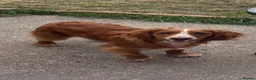 Cocker Spaniel dogs for sale: Lovable 7month old Cocker Spaniel  - Advert 7