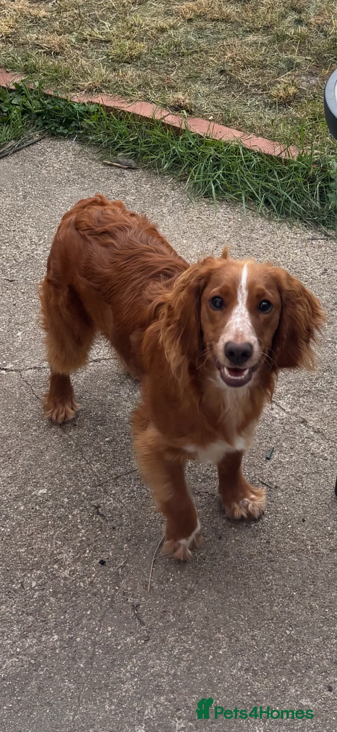 Cocker Spaniel dogs for sale: Lovable 7month old Cocker Spaniel  - Advert 7