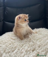 British Shorthair cats - Advert 13