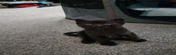 Domestic Shorthair cats for sale: 2 female kittens in Rotherham - Advert 3