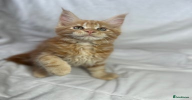 Maine Coon cats - Advert 2